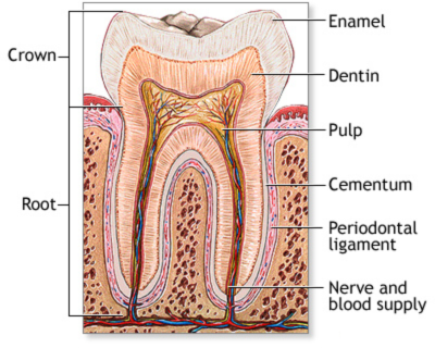 Tooth Anatomy