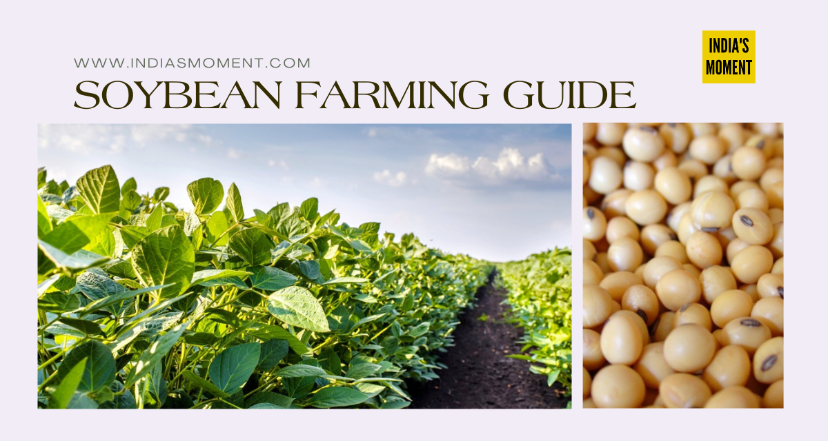 Soybean Farming Guide