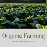 Organic Farming