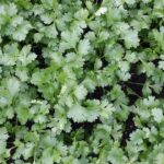 Coriander